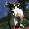Tirol.com